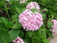 優質綠化苗木——信譽好的八仙花行情