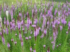 四川宿根花卉 濰坊有品質的地被菊供應