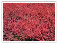 蛇鞭菊?qǐng)?bào)價(jià)：物超所值的蛇鞭菊濰坊哪里有