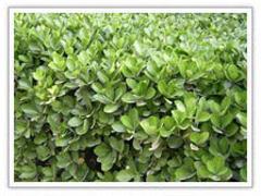 濰坊價格合理的金雞菊·廠家直銷|盆栽花卉批發價格