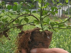 天園苗圃供應(yīng)價(jià)位合理的小葉扶芳藤_廣東小葉扶芳藤