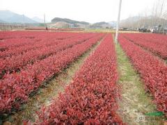 天园苗圃出售优质的红叶石楠|红叶石楠种植基地