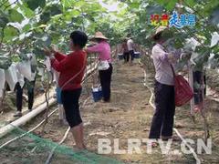 聊城地區(qū)劃算的云南葡萄套袋   _云南葡萄套袋制造商