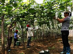 廣東香蕉套袋價格范圍——【薦】價位合理的廣東香蕉套袋