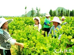 出售四川葡萄套袋，防蟲防鳥，廠家批發(fā)_山東哪里有供銷耐用的四川葡萄套袋