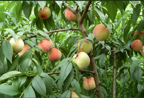 山東1-26矮化蘋果苗/紅富士蘋果苗價(jià)格【鼎力推薦】