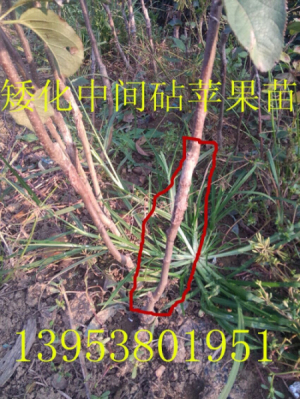 好運(yùn)不斷：泰安矮化蘋(píng)果苗/紅嘎啦蘋(píng)果苗基地直銷(xiāo)