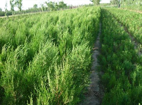 讓利促銷---山東桃樹苗批發基地