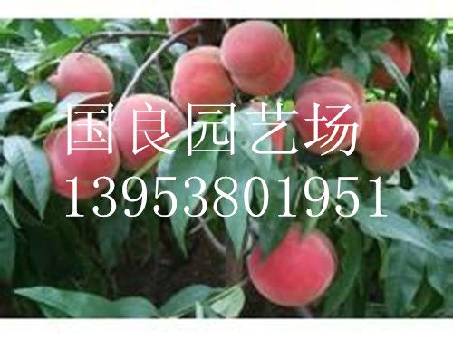 甜滋滋--湖北倉方早生桃樹苗基地