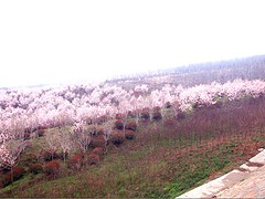 湖北園林花卉公司_鐘祥園林花卉哪家有