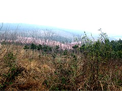 高質量的園林景觀石哪里買 提供鐘祥園林景觀石