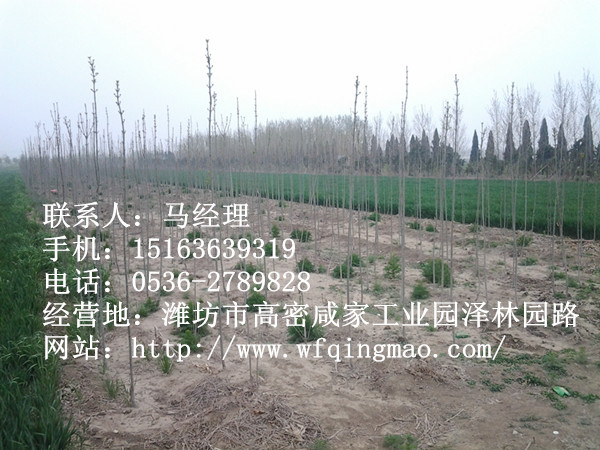 【高密白蜡种植】青州白蜡价格 潍坊白蜡供应厂家 烟台白蜡种植