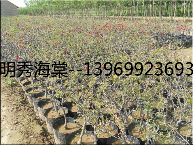 驚喜特惠！菏澤長(zhǎng)壽冠盆景基地專業(yè)人員專業(yè)培育，歡迎咨詢