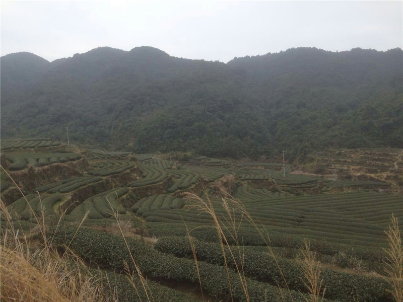 【優(yōu)質(zhì)白芽奇蘭供應】白芽奇蘭茶/白芽奇蘭茶葉 選｛海山茶業(yè)｝