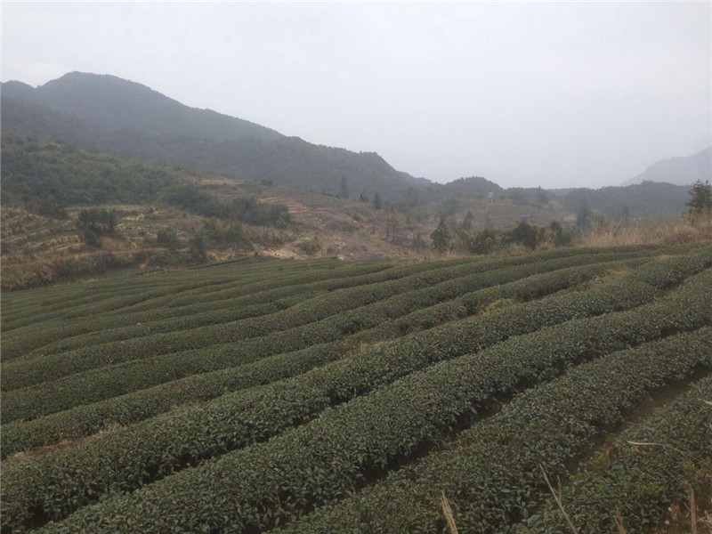 白芽奇蘭哪家好？傾力推薦【海山茶葉】白芽奇蘭批發、價格（圖）