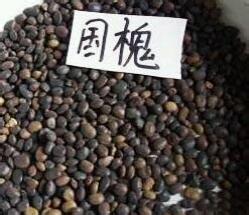 2016大吉大利河北櫻桃種子價(jià)格
