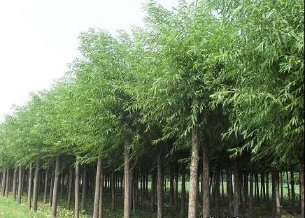 大連草坪哪家好/經(jīng)濟(jì)技術(shù)開發(fā)區(qū)廷祿草坪種植示范場(chǎng)