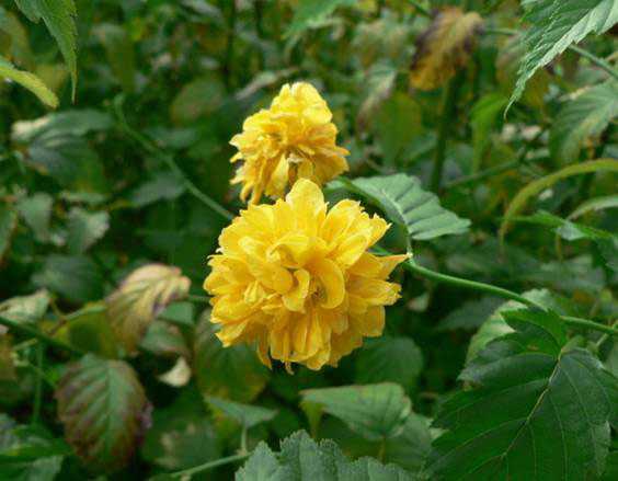 薔薇種植基地|綠源苗木