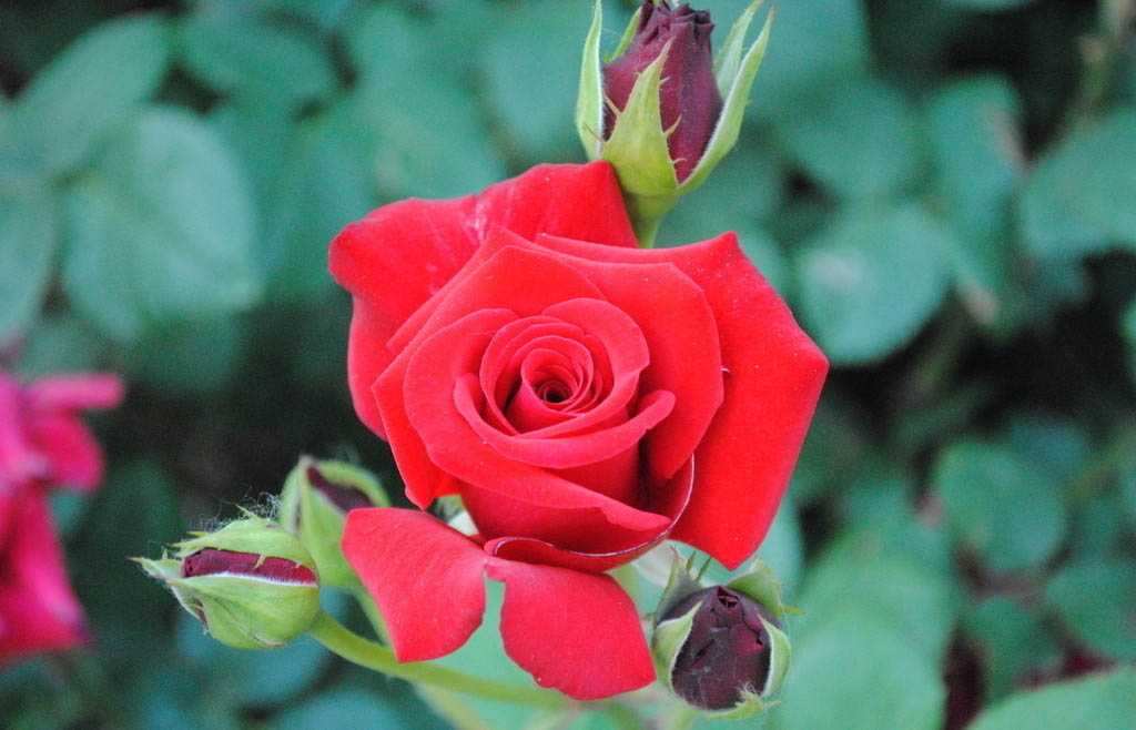薔薇種植基地|綠源苗木