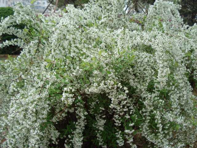 月季種植基地|綠源苗木