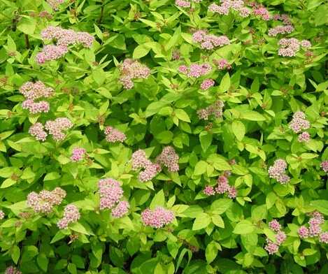 保定扶芳藤種植基地|綠源苗木