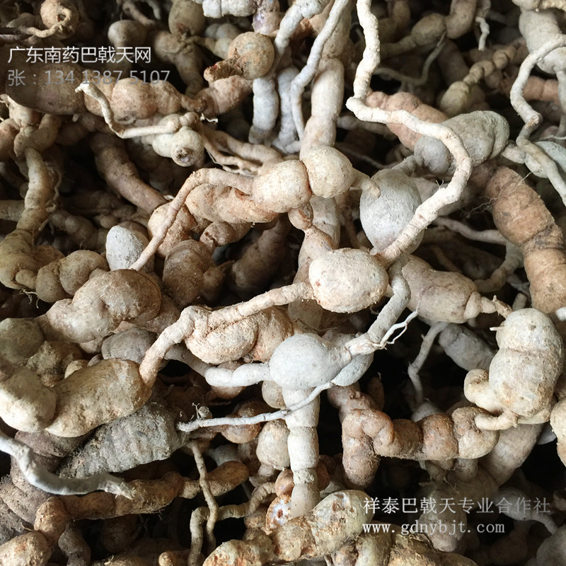 德慶巴戟天種苗供應(yīng)-祥泰巴戟天專業(yè)合作社