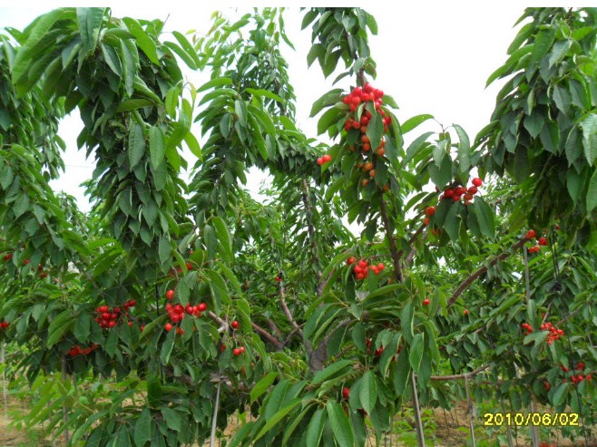 【向前蔥】山東大櫻桃樹(shù)苗價(jià)格/基地直銷(xiāo)