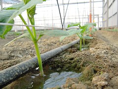 漳州滴灌帶——哪里能買到高質(zhì)量的BJ500-｜臺灣滴灌帶