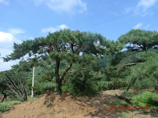 山东品种好的造型油松供应，造型油松报价