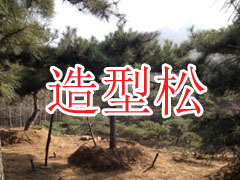 泰安哪里景觀松好，請認準老張造型景觀松基地