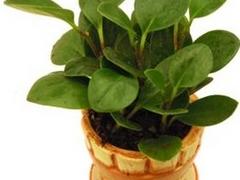 武漢信譽(yù)好的植物租賃公司是哪家_武漢植物租賃價(jià)位