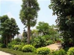 武漢綠化公司，眾芳園藝優質的園林綠化養護推薦