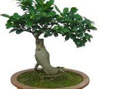 【誠薦】園林綠化養(yǎng)護(hù)資訊_武漢園林綠化