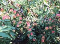 映霜紅桃苗【價格】【批發】【種植基地】映霜紅桃樹苗