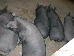 純正黑豬肉加盟代理——濰坊價位合理的黑豬肉哪里買