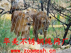 熱銷建筑防護網[廠家直銷]——綠植攀爬繩網廠家