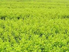 山東價格實惠的時令草花——時令草花基地