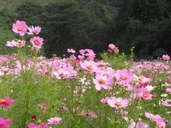 潍坊波斯菊报价——波斯菊种植基地