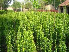 紅花酢漿草種植基地_專(zhuān)業(yè)的紅花酢漿草市場(chǎng)價(jià)格