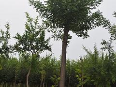 供應山東實惠的國槐——山東國槐