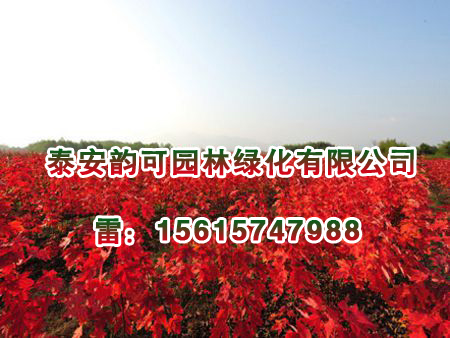 想要好的紅點紅楓就來泰安韻可園林|紅點紅楓基地