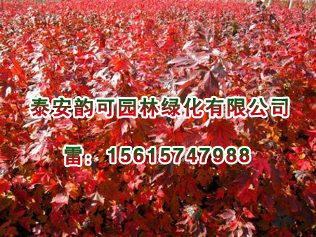 美國紅點紅楓扦插苗專業供應商 美國紅點紅楓扦插苗