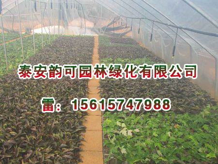 供應泰安xjb高的紅點紅楓小苗|美國紅楓基地
