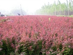 丶紅葉小檗種植基地【紅紅火火過(guò)大年！】紅葉小檗批發(fā)價(jià)格-沁香