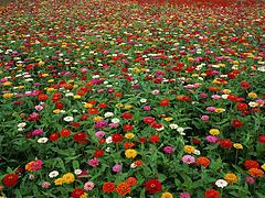 山東北海道黃楊種植基地|紅葉小檗上哪買好