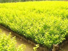 銷量至好的扶芳藤出售——龍柏種植基地