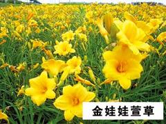 沁香花卉苗木出售專業(yè)的金娃娃萱草——山東醉蝶花