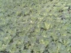 羽衣甘藍當選沁香花卉苗木：羽衣甘藍批發(fā)基地