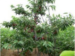 品種齊全吉塞拉6號櫻桃苗_大量出售山東吉塞拉6號櫻桃苗
