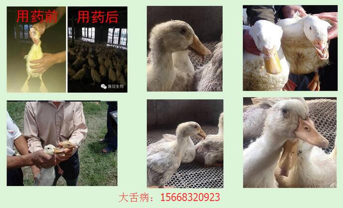 【產(chǎn)品專題】{gx}脾源因子純生物制劑—肽博士